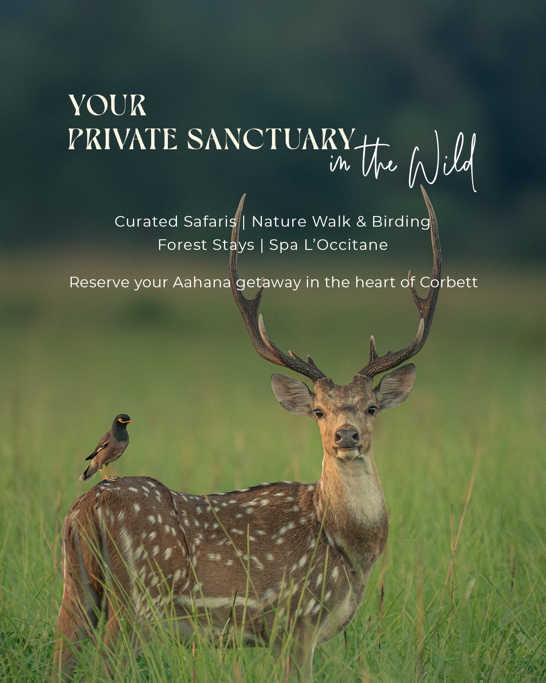 Aahana The Corbett Wilderness Facebook ad