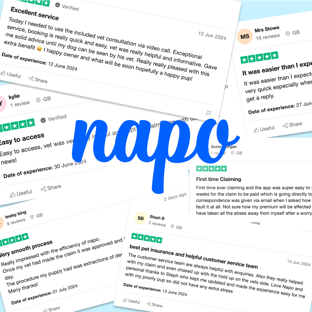 Napo Pet Insurance Facebook ad