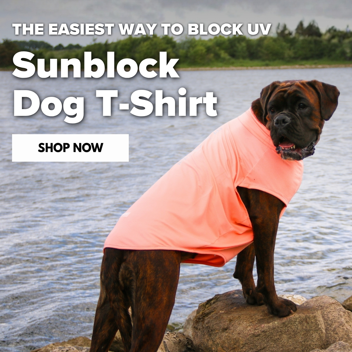 Spark Paws Facebook ad