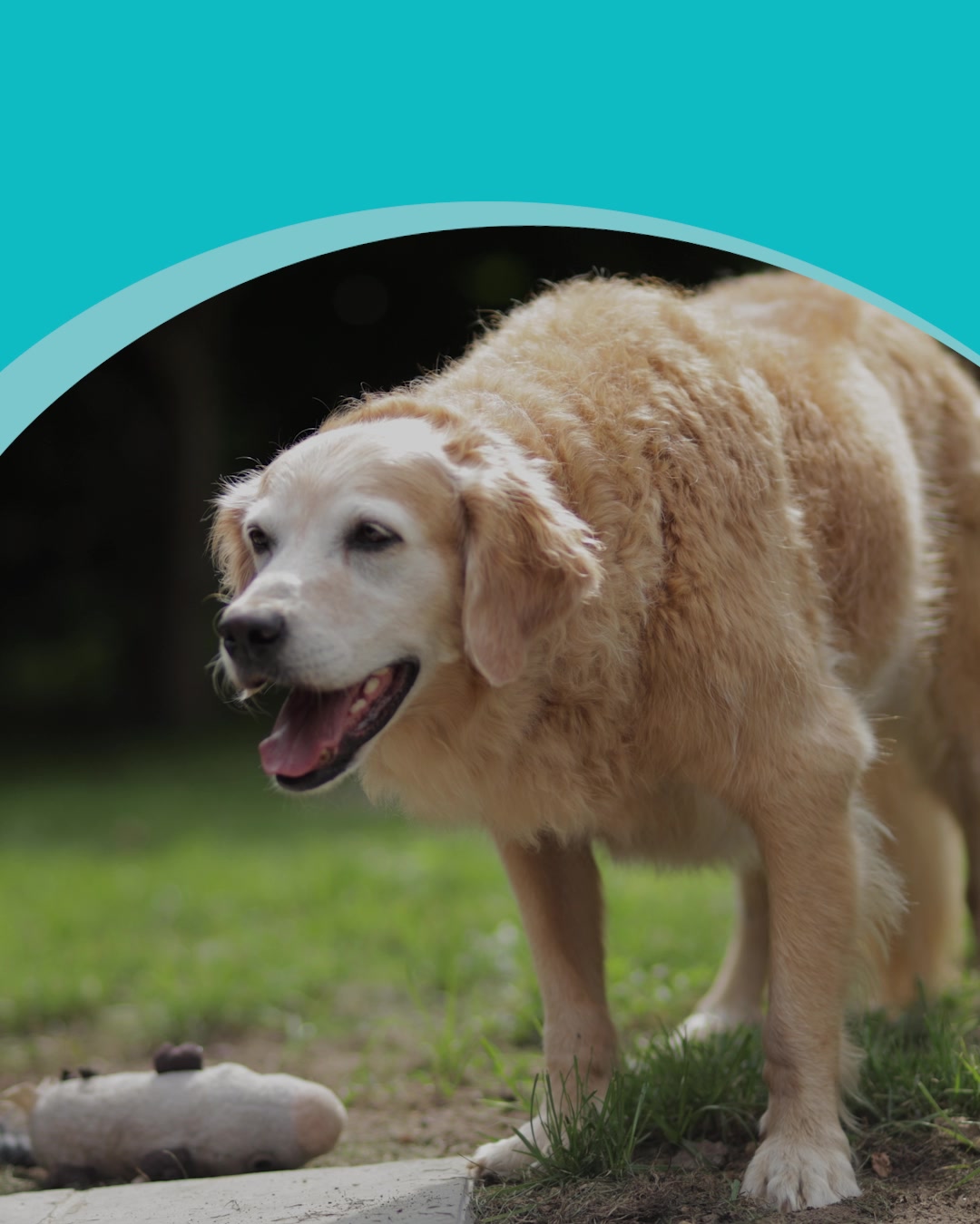 The Insurance Emporium Facebook ad: Dog Insurance