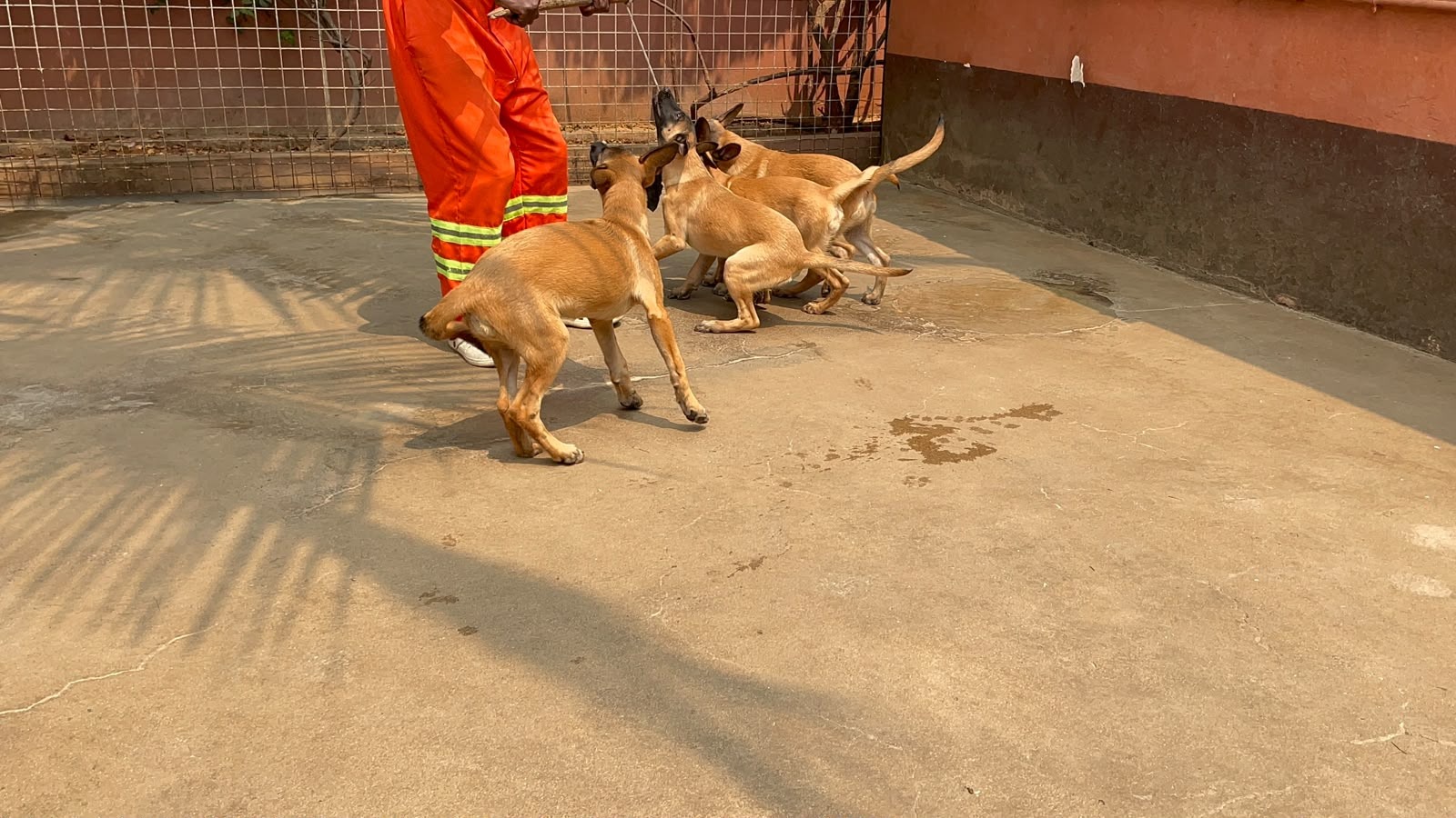Canil DogAngolandia Facebook ad: Cachorros da raça CÃO DE PASTOR BELGA MALINOIS…
