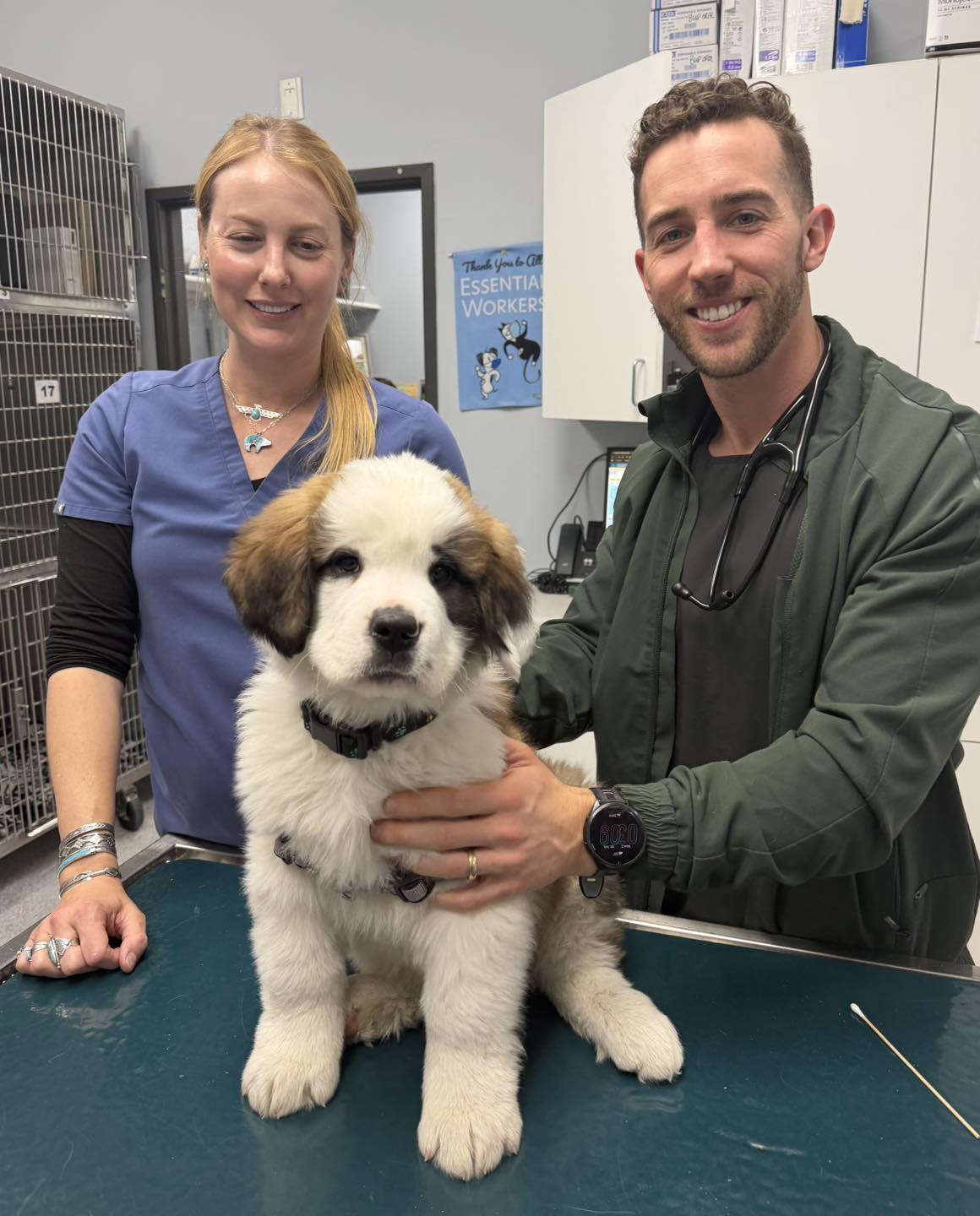 Fox Hollow Animal Hospital Facebook ad: Kodiak the Saint Bernard puppy came in today…