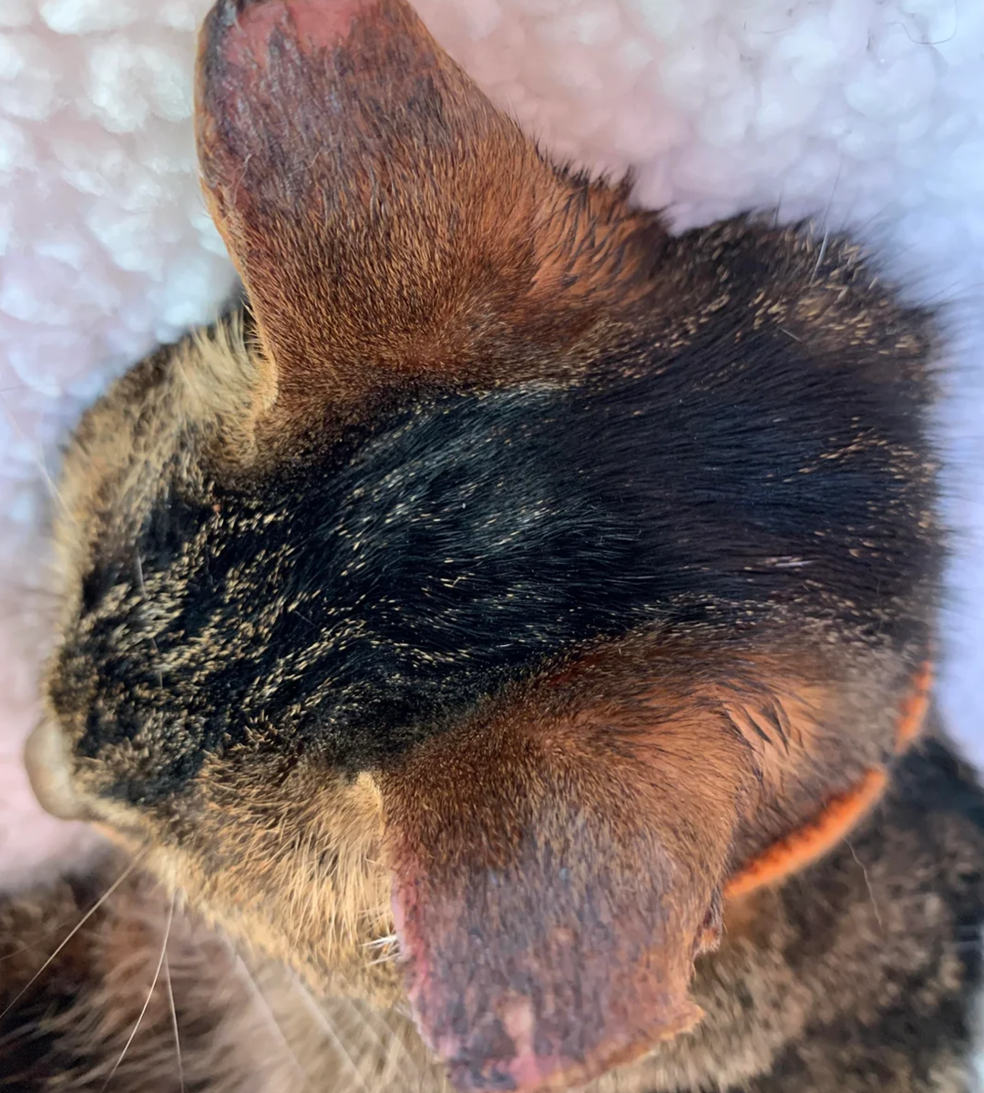 North Valley Animal Rescue Facebook ad