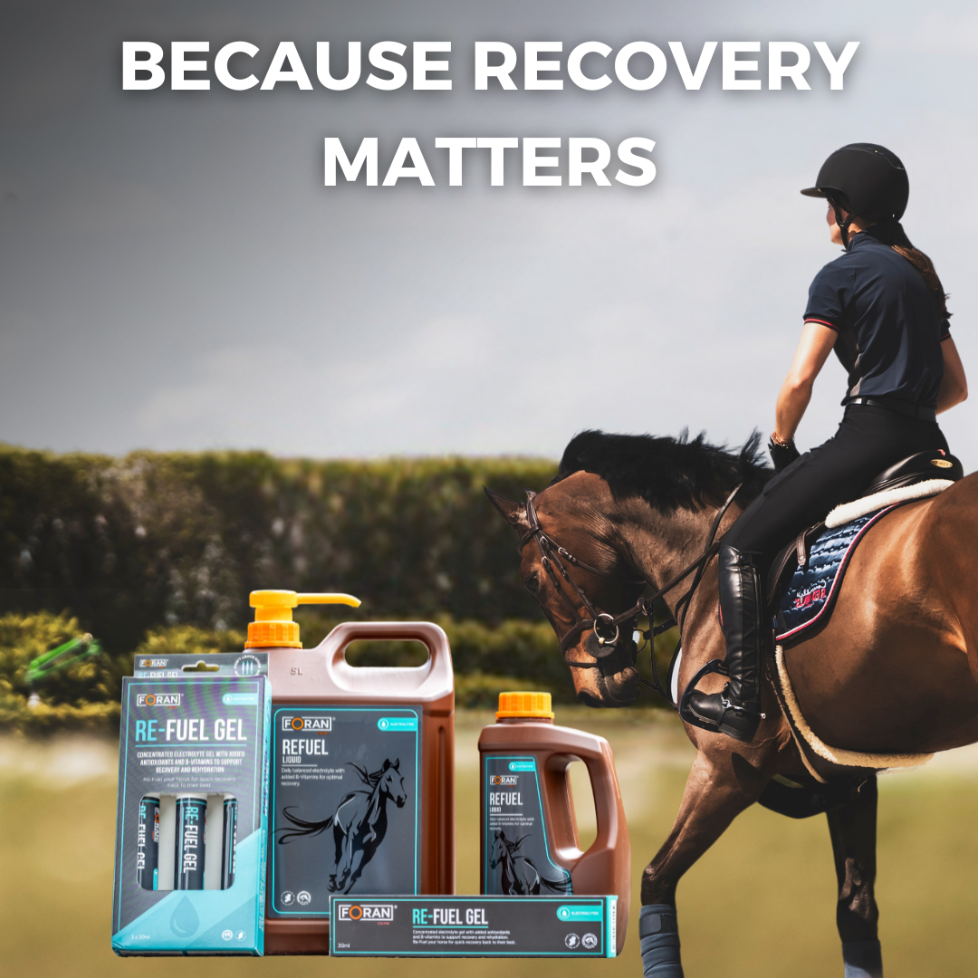 Foran Equine Facebook ad