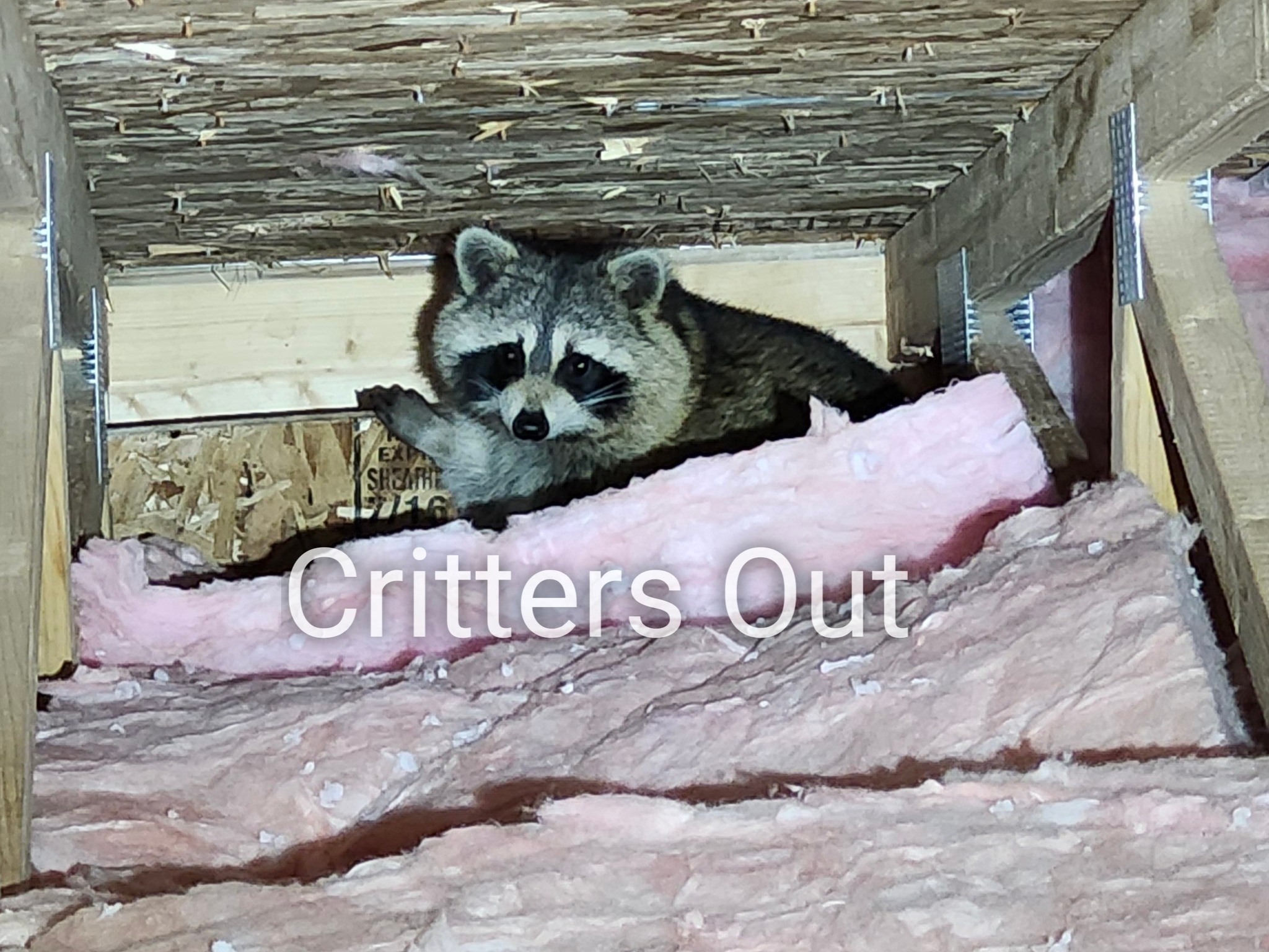 Critters Out - Humane Wildlife Control Facebook ad: Critters Out Humane Wildlife Control - Critters Out