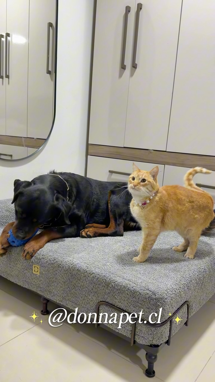 Donna's Pet Boutique Facebook ad: Queremos que este video le llegue a @donnapet.cl…