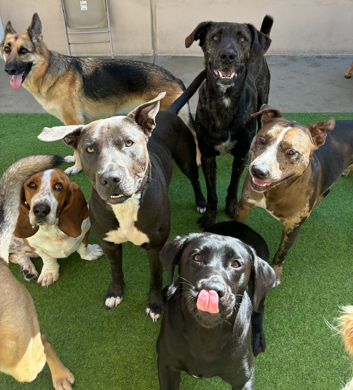 Metro Animal Services Facebook ad