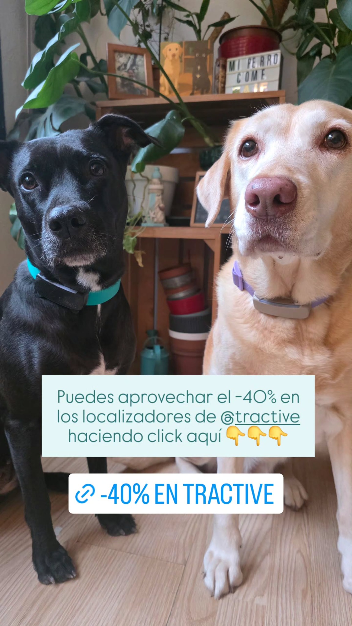 Tractive Facebook ad