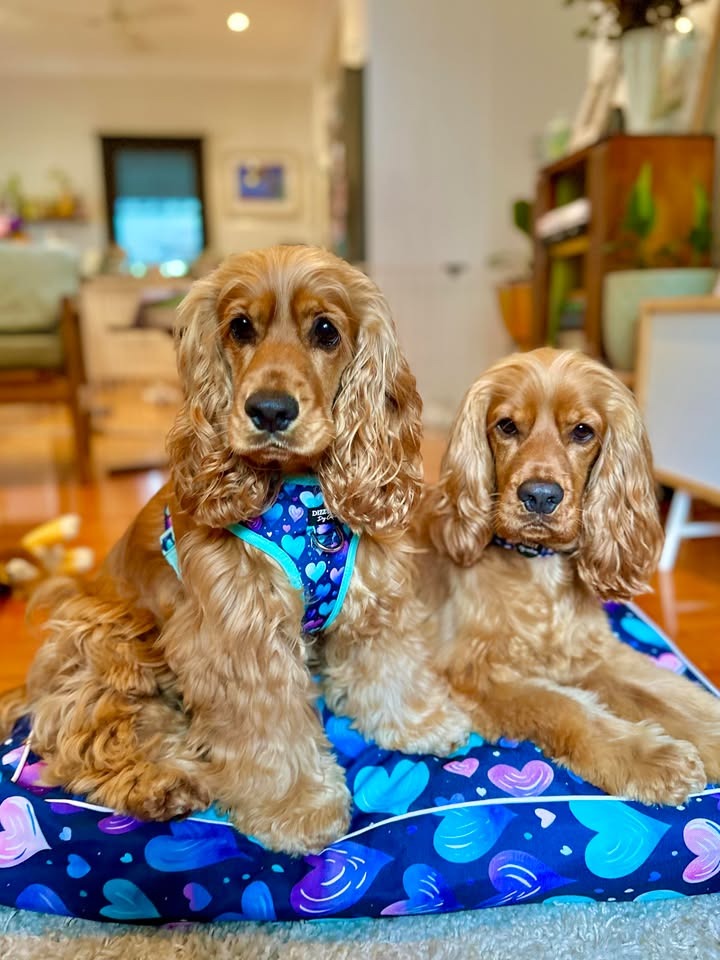 Dizzy Dog Collars Facebook ad