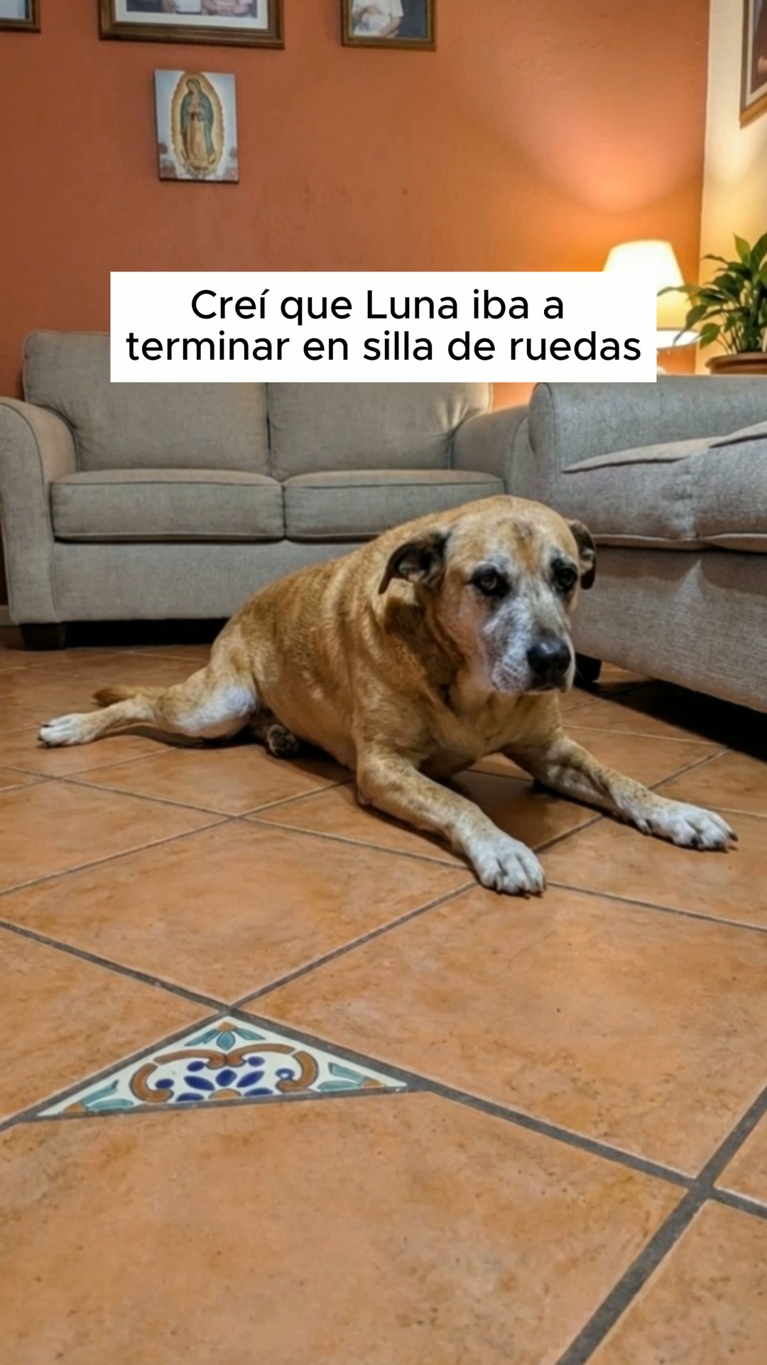 Vetalux Facebook ad: Volvió a ser la de antes