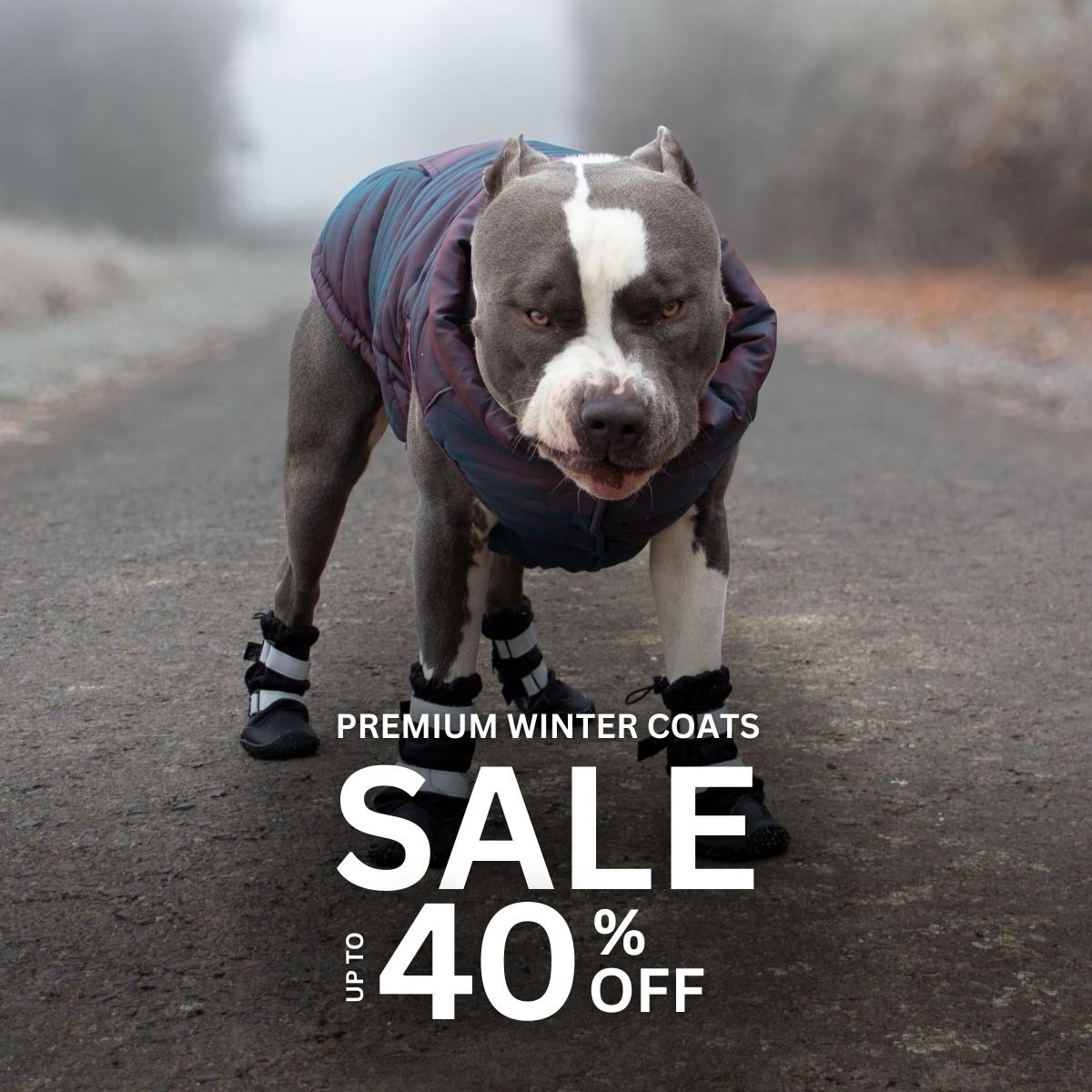 Spark Paws Facebook ad