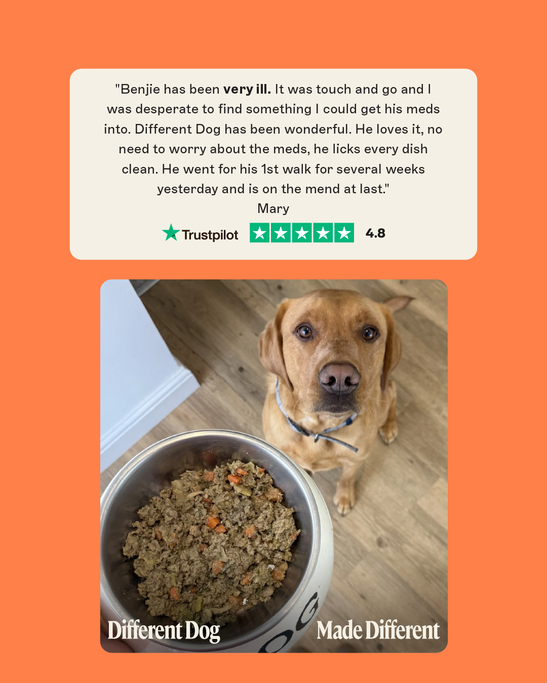 Different Dog Facebook ad