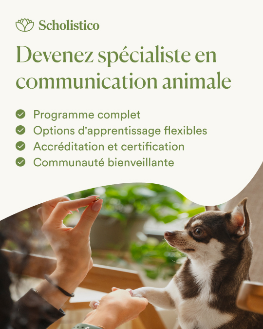 Scholistico en Français Facebook ad from Aug 13, 2026