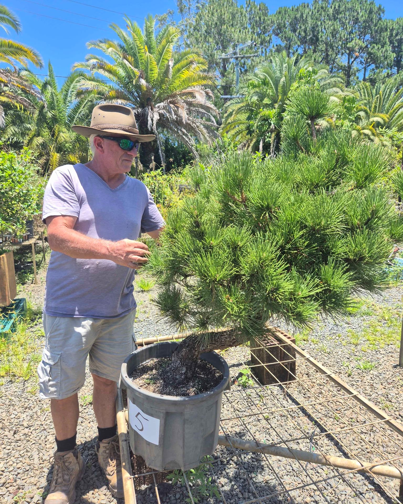 Toni Gauci Facebook ad: Japanese Black Pine Niwaki Cloud Tree Japanese Bonsai Zen…
