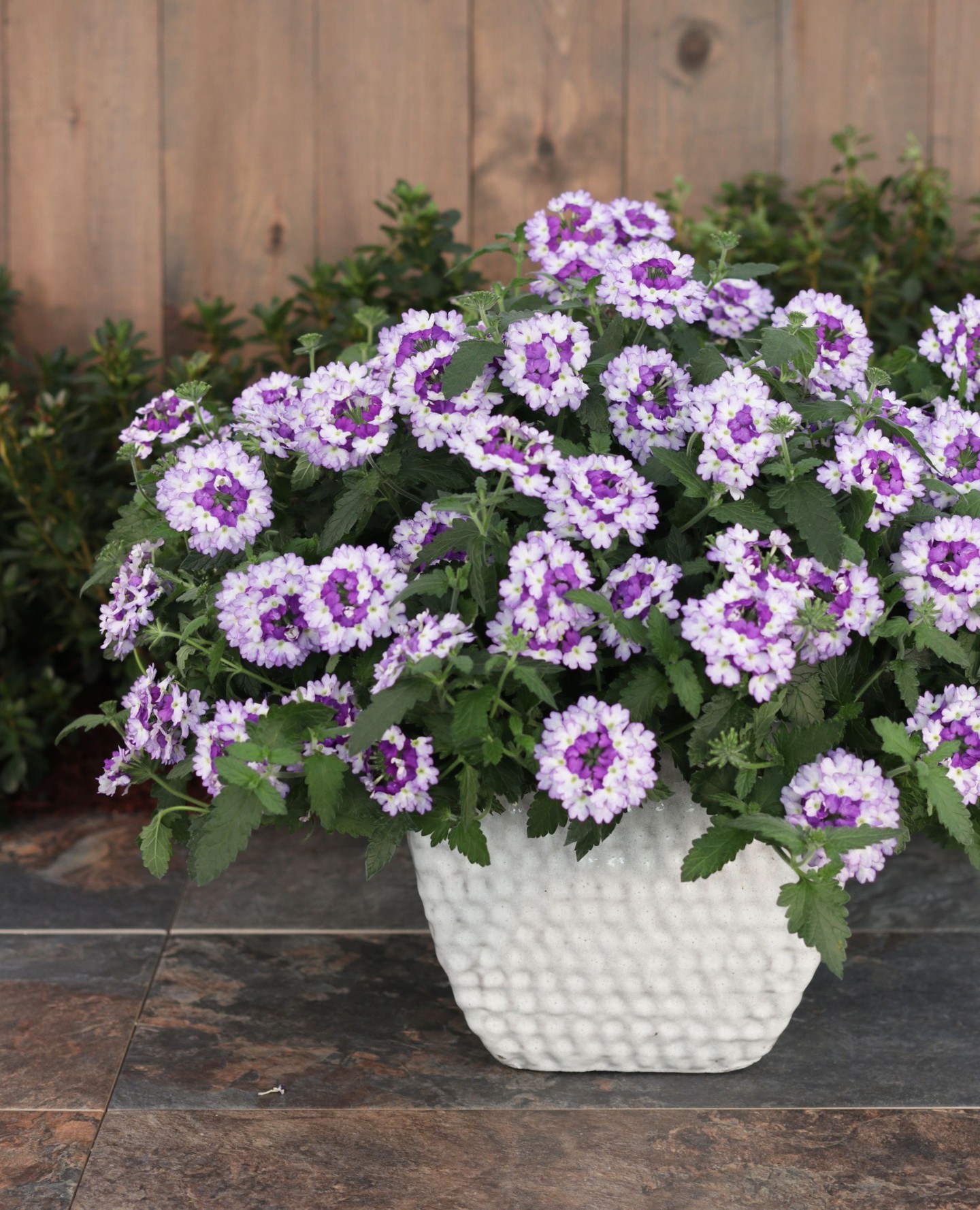 Proven Winners Plants Facebook ad