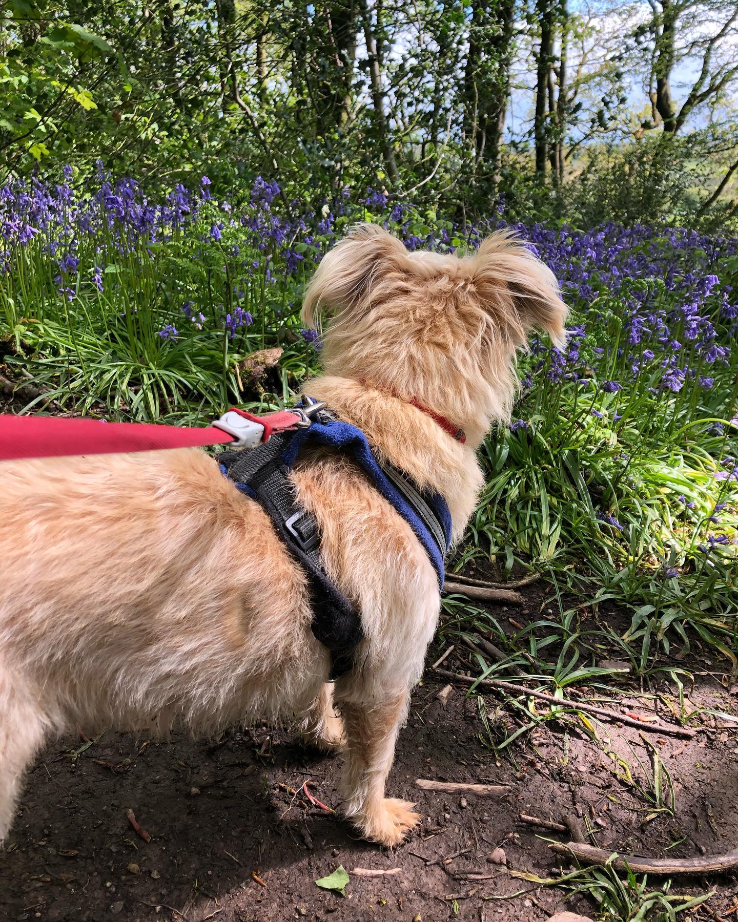 Sarah's Pet Care Service Facebook ad: Pet Sitter and Dog Walker based in East…