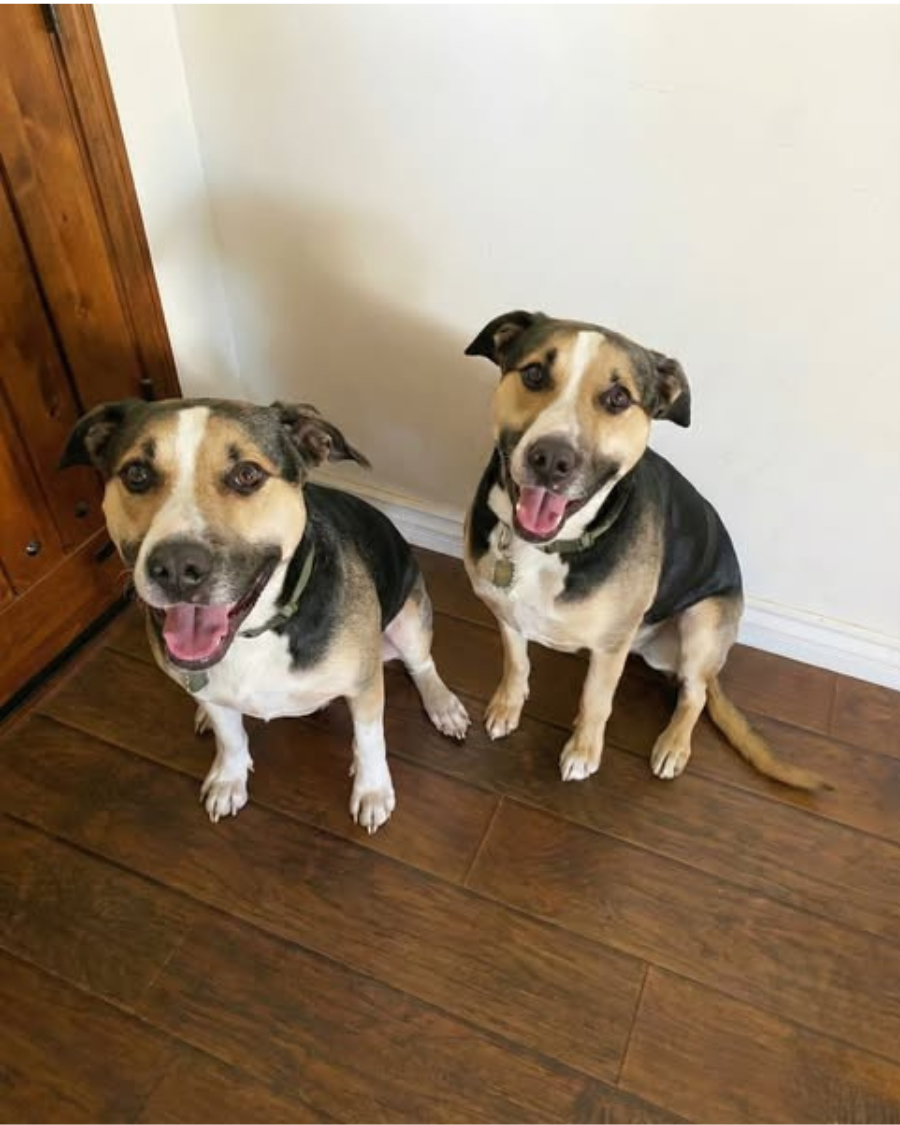Dog Health Insider Facebook ad: Same breed. Same age. Same apartment building. One dog…