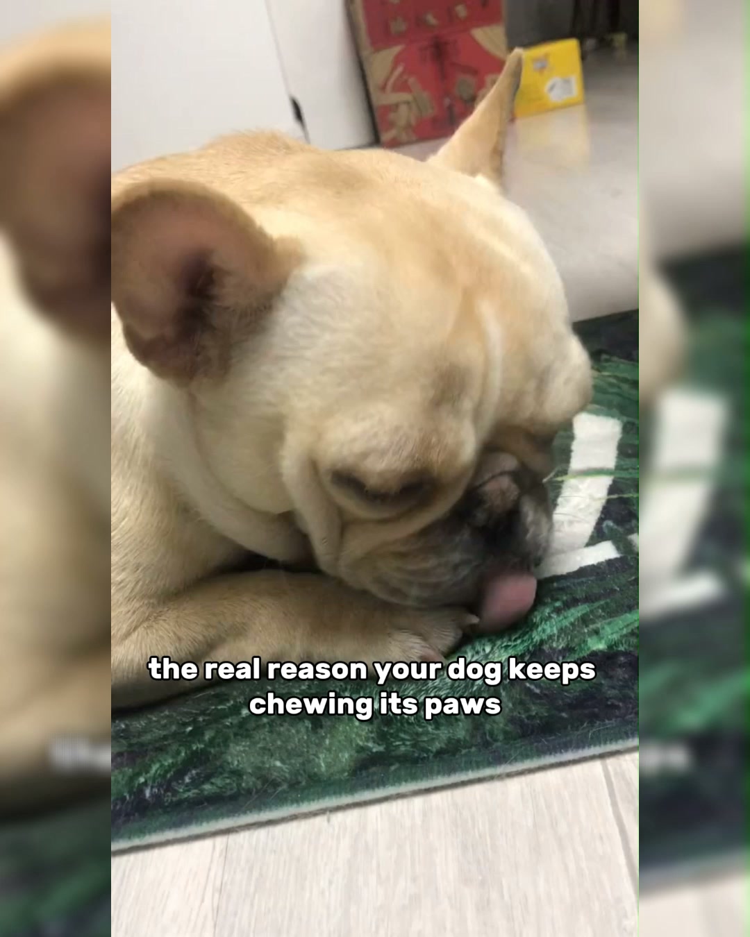 Puainta Pets Facebook ad: Soothe Your Dog's Paws with Ease