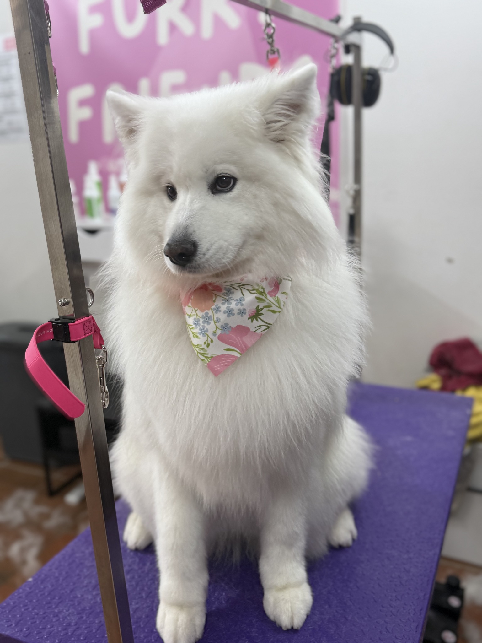 Furry Friends Dog Grooming Facebook ad
