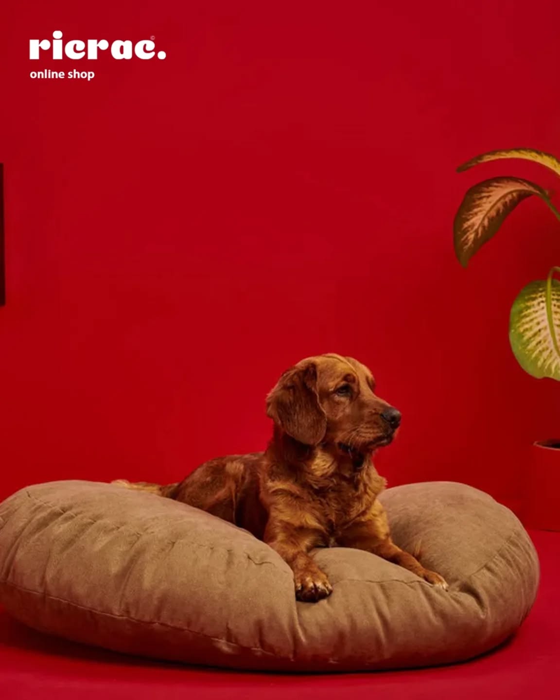 RicRac Facebook ad