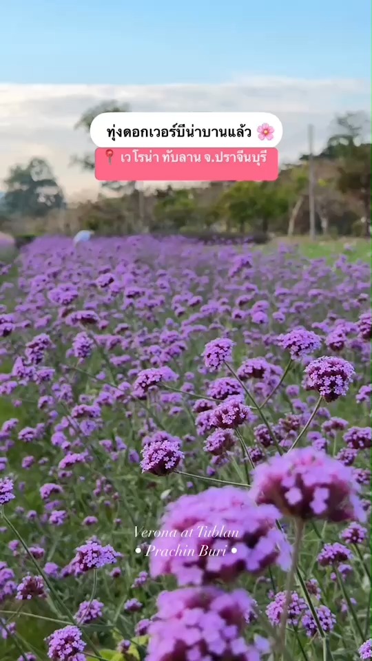 Verona at Tublan Boutique Hotel & Resort เวโรน่า แอท ทับลาน Facebook ad: เที่ยวทุ่งดอกไม้ใกล้กรุงเทพฯ ที่ เวโรน่า ทับลาน…