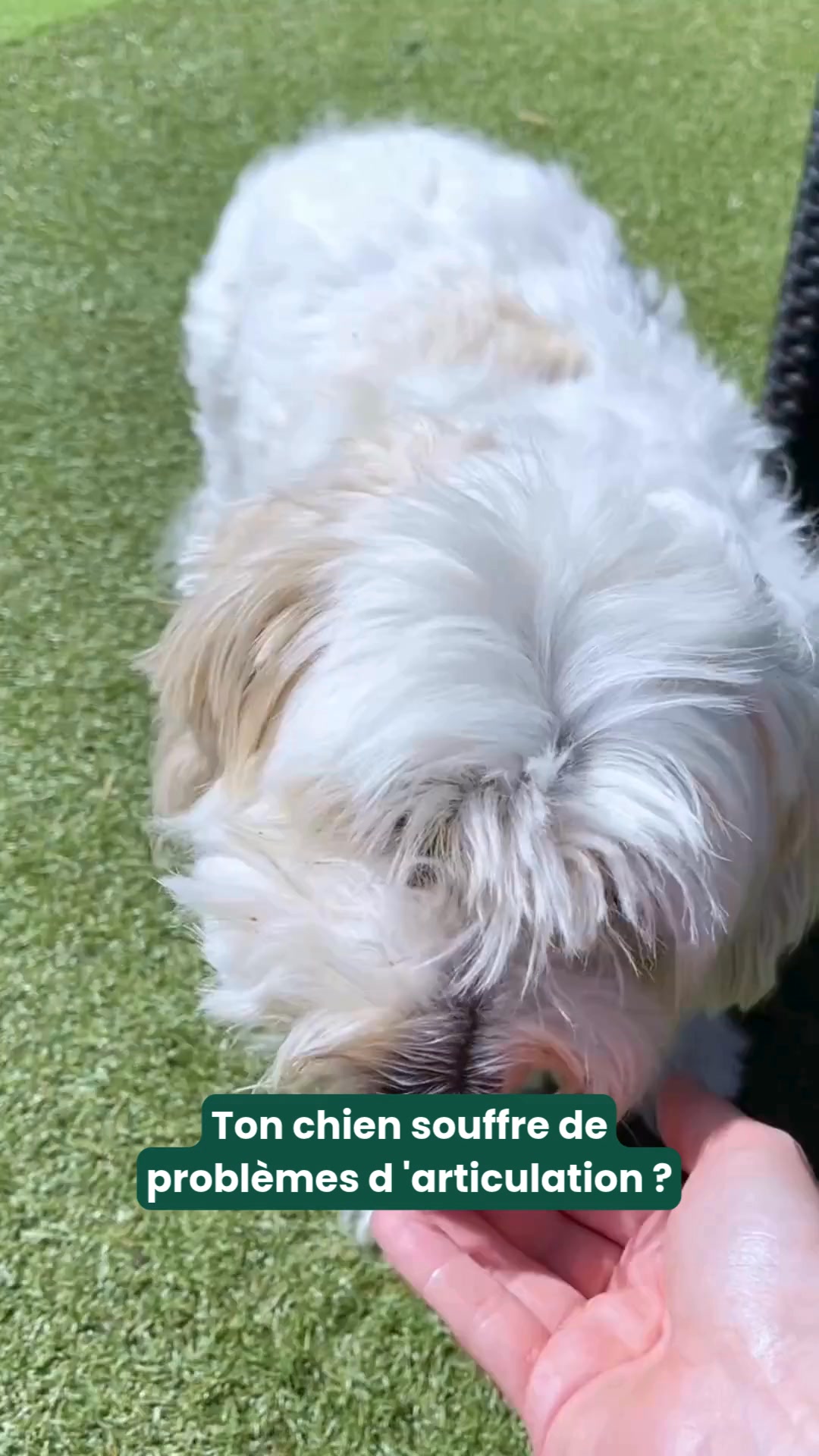 Franklin Pet Food Facebook ad: Boostez la mobilité de votre chien