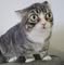 Winkythedwarfcat
