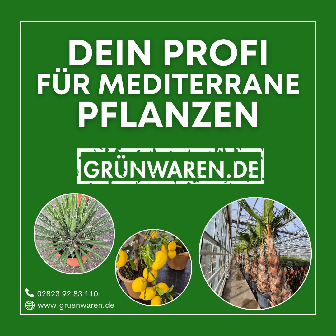 JH Grünwaren GmbH & Co. KG Facebook ad: Folge GRÜNWAREN und entdecke mediterrane Pflanzen wie…