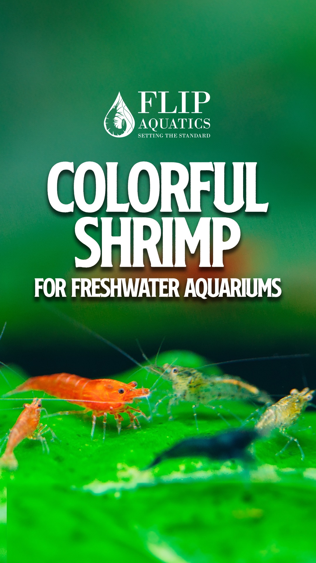 Flip Aquatics Facebook ad