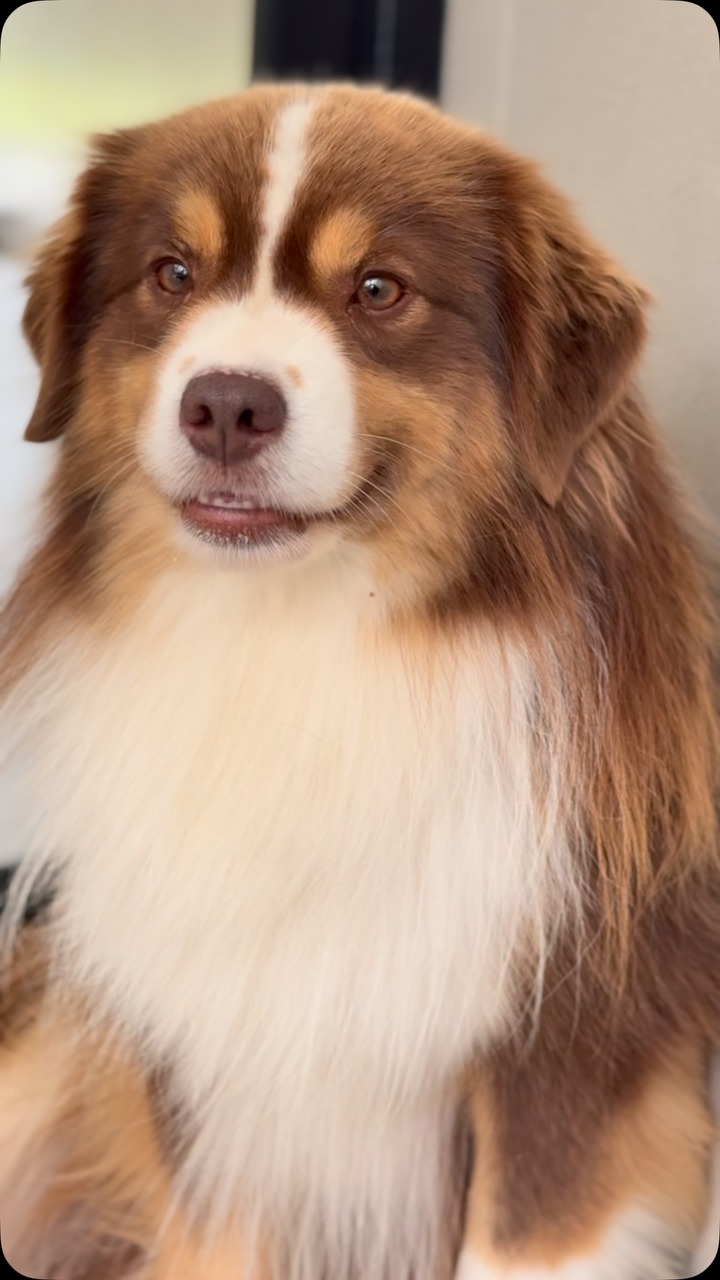Kennel Drosa Field Facebook ad: Love