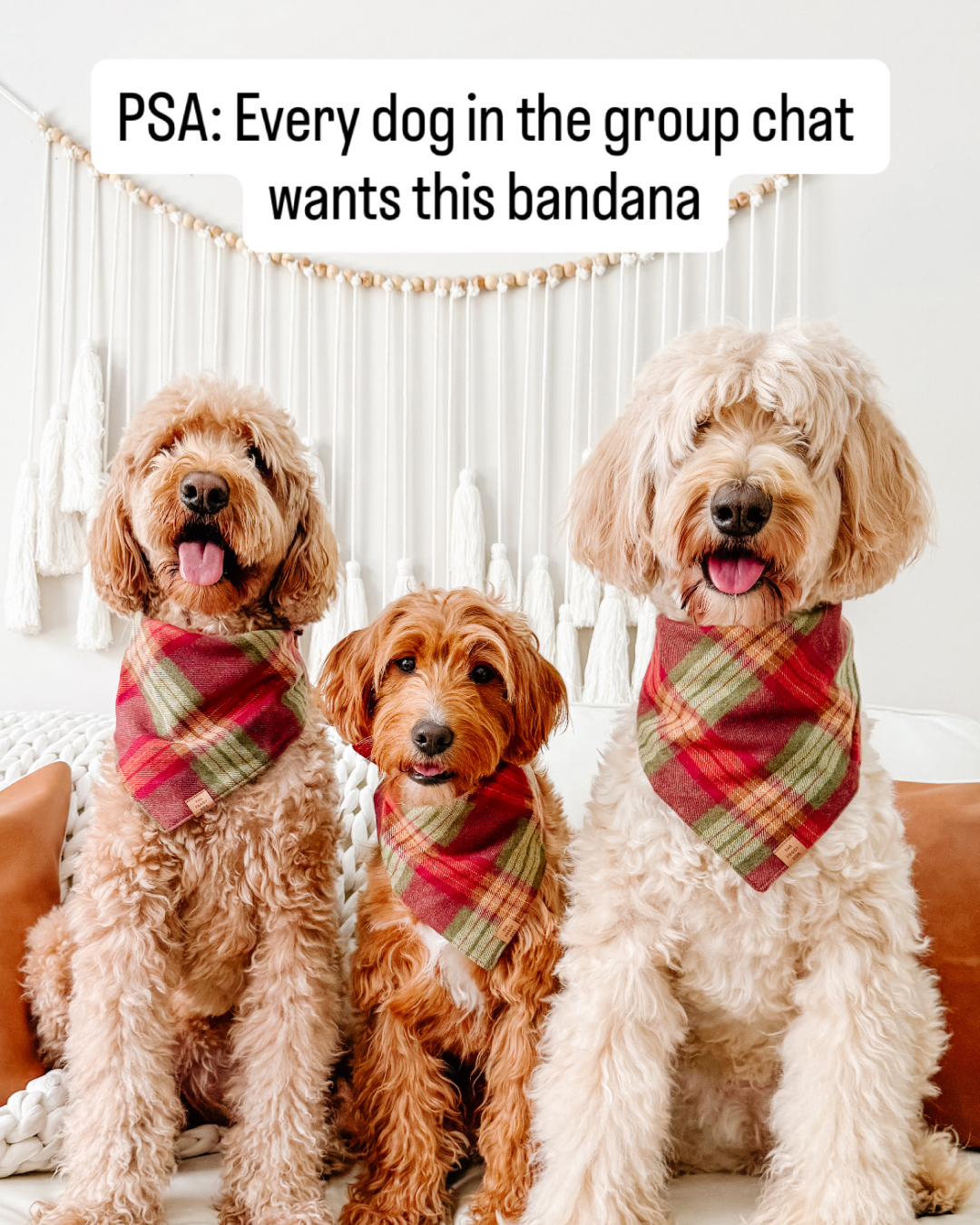 The Foggy Dog Facebook ad