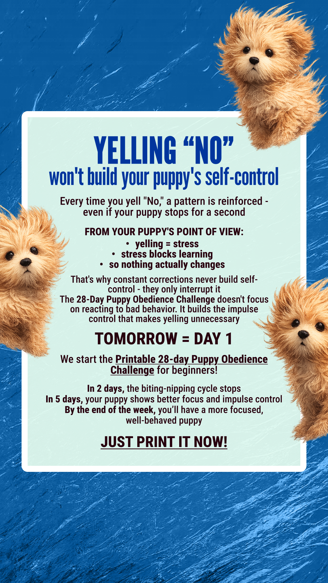 Woofz Facebook ad