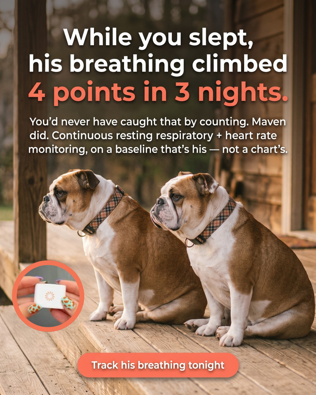 Maven Pet Facebook ad