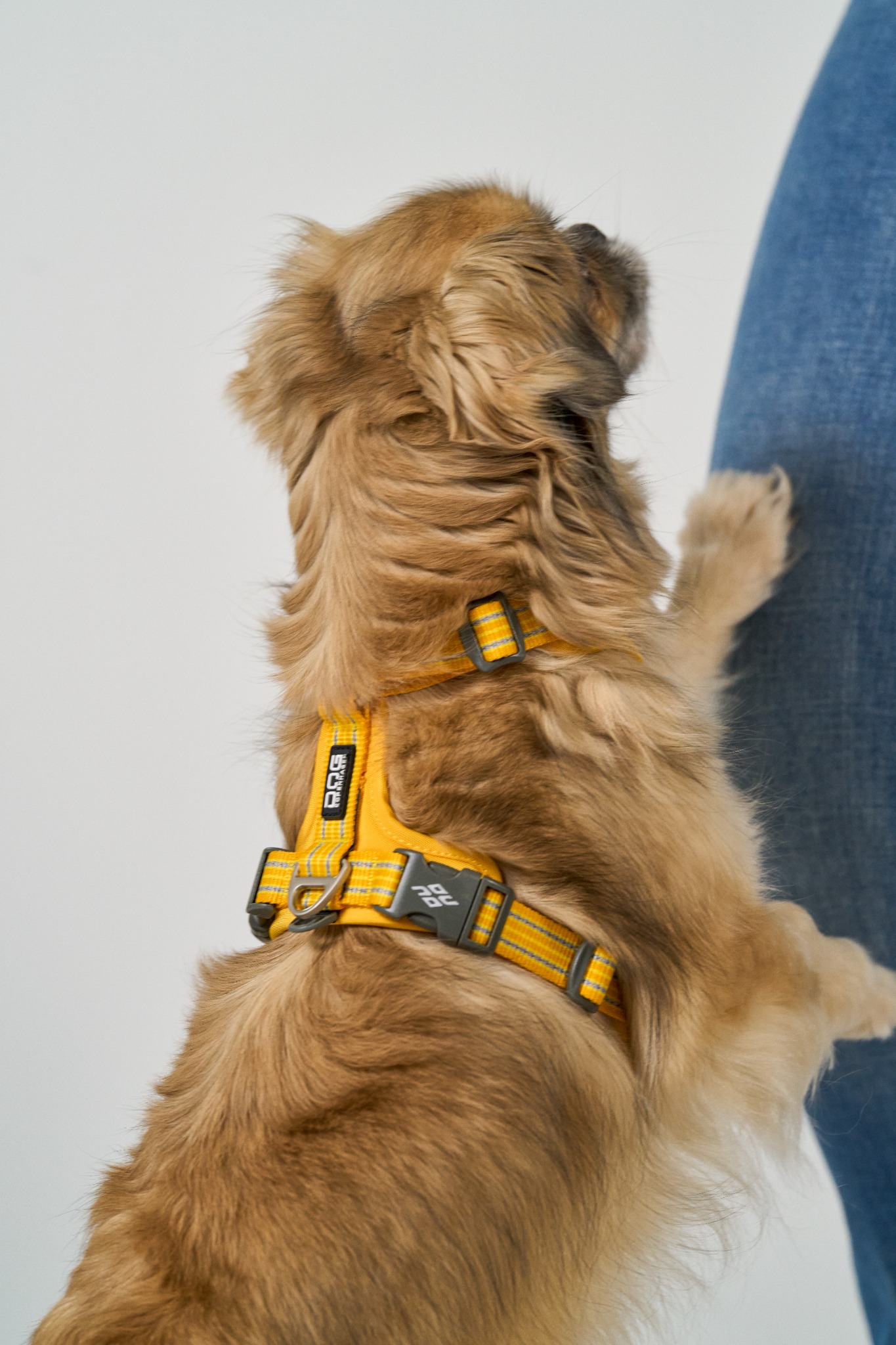 DOG Copenhagen Facebook ad