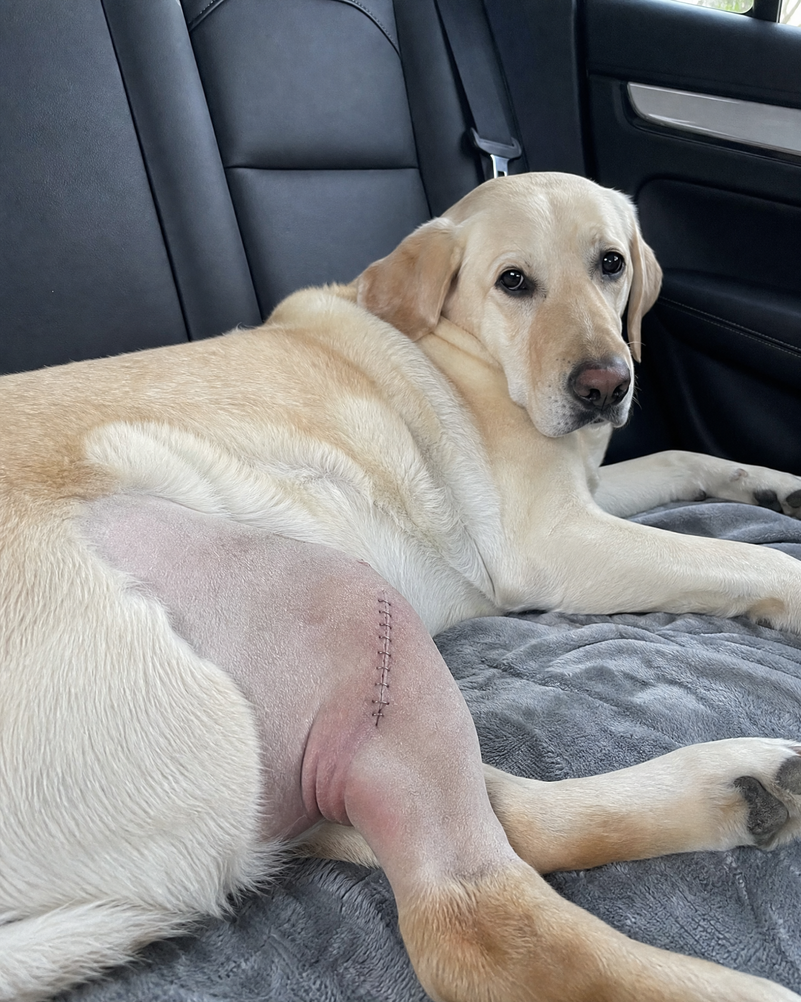 Carol Bennett Facebook ad: Why Your Dog’s TPLO Isn’t Healing.