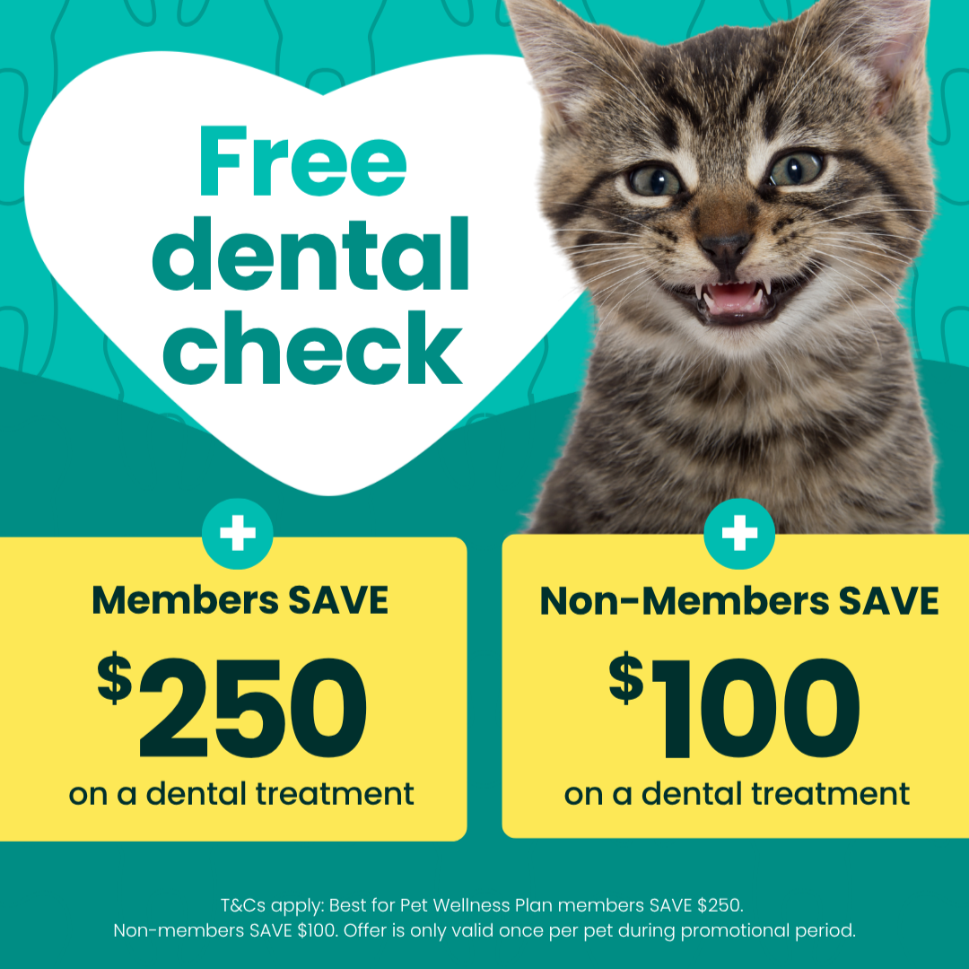 Best for Pet Facebook ad: Free dental check