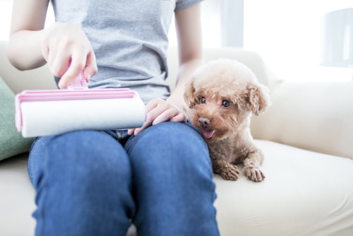 Blue Badge Insurance Australia Facebook ad: 6 Pet Hair Removal Tips for When You Have Limited Mobility