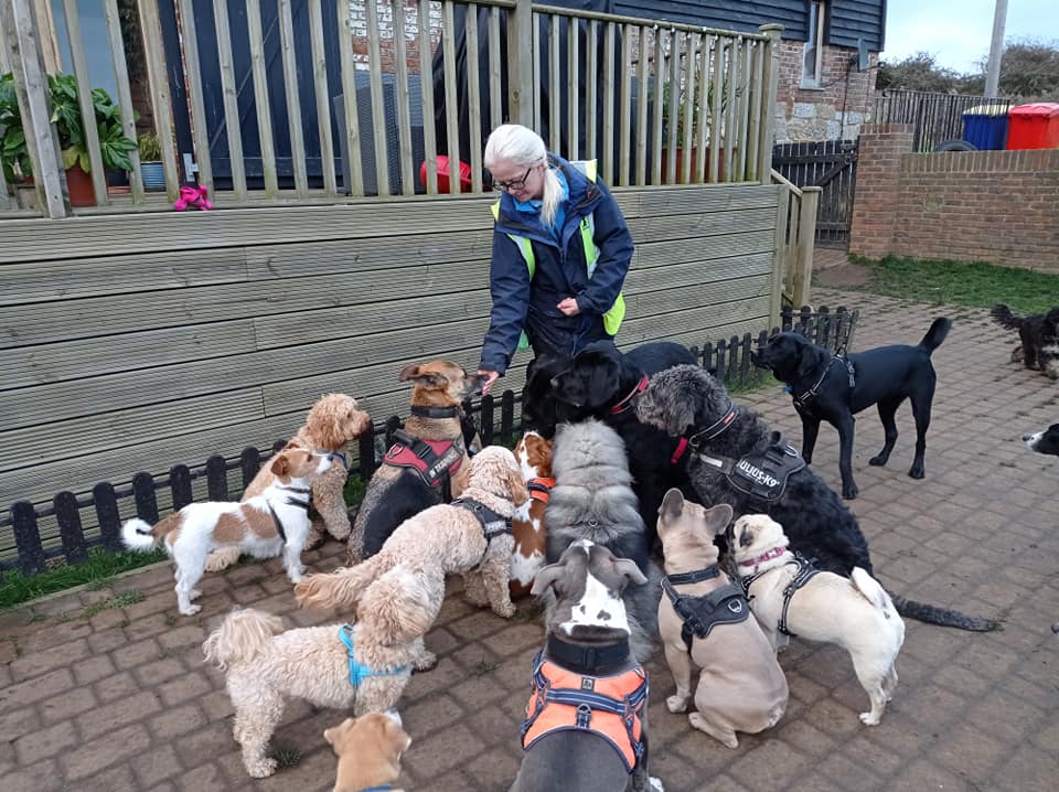 The Fairy Tails Dog Day School & Training centre Facebook ad: Dog Boarding School