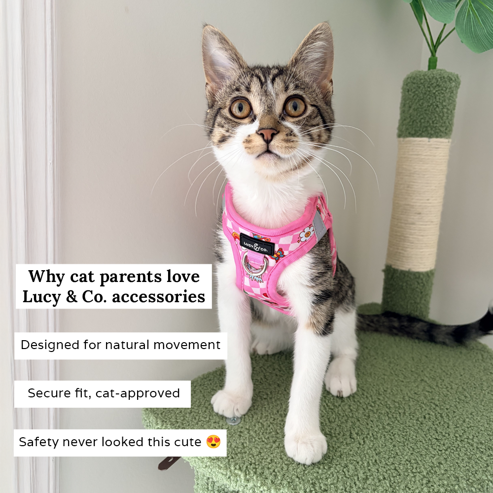 Lucy & Co. Facebook ad