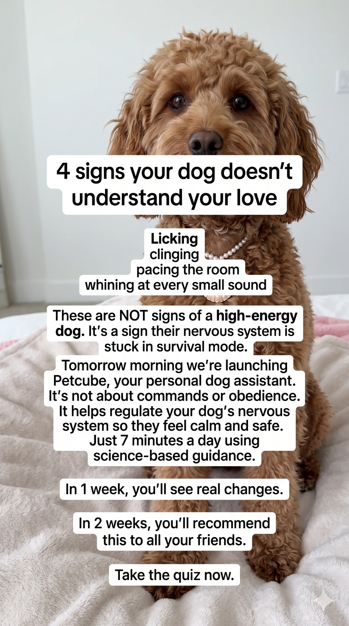 Petcube Facebook ad