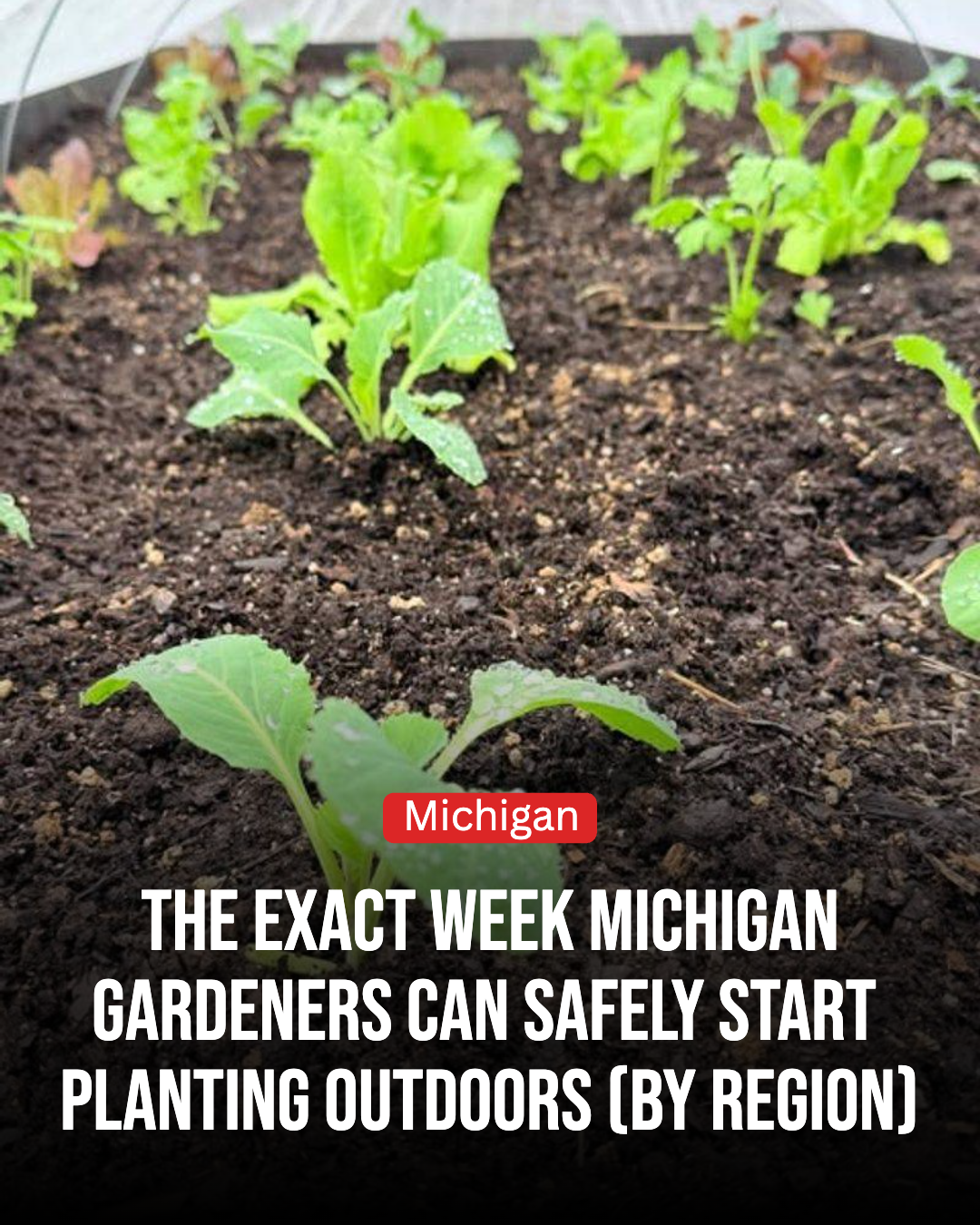 Michigan Gardener Facebook ad: When Michigan Gardeners Can Typically Start Planting…