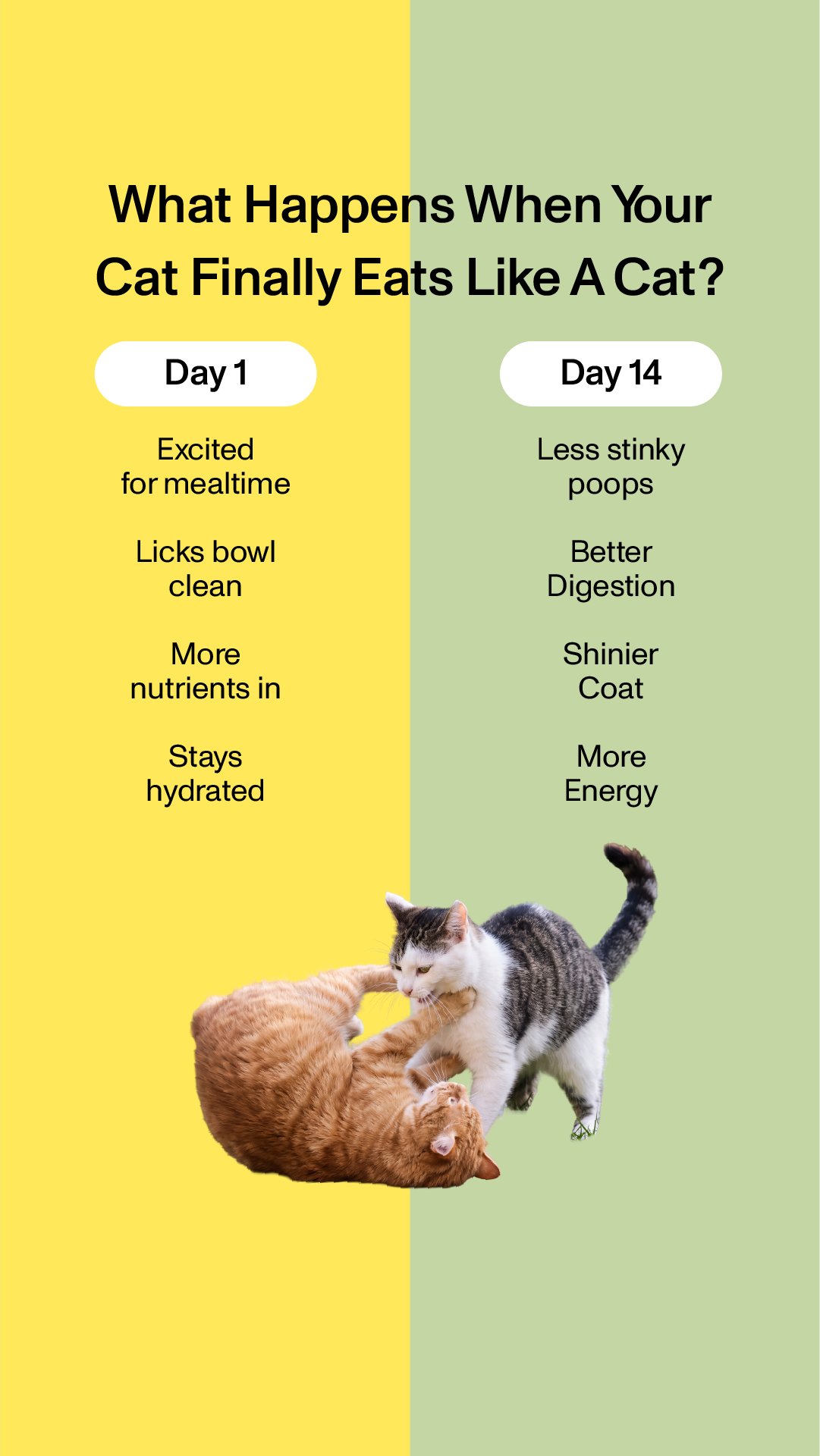 Smalls Facebook ad: Human-Grade Fresh Cat Food