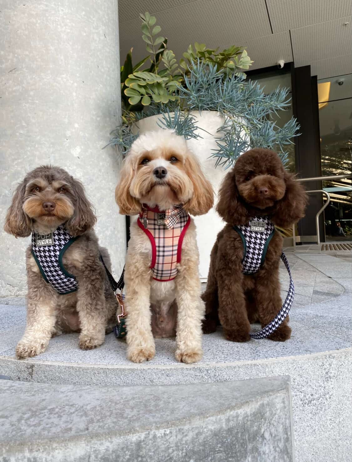 PUPSTYLE Store Facebook ad