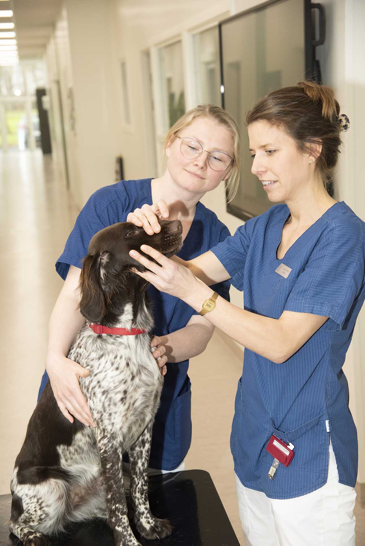 Randers Dyrehospital Facebook ad: Når omsorg møder ekspertise