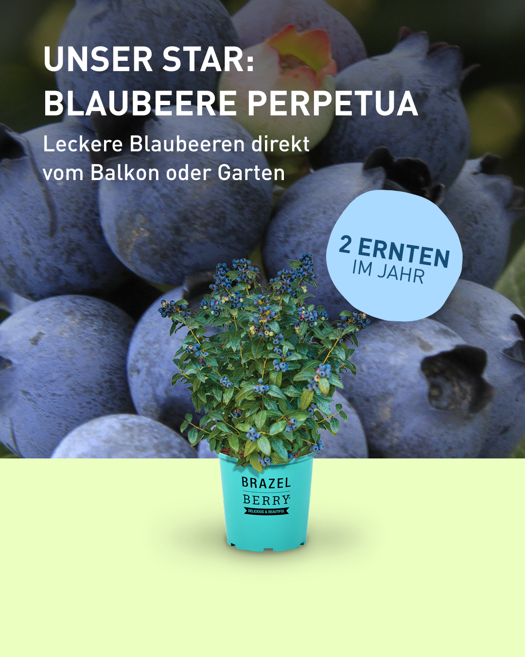 Plantura Facebook ad