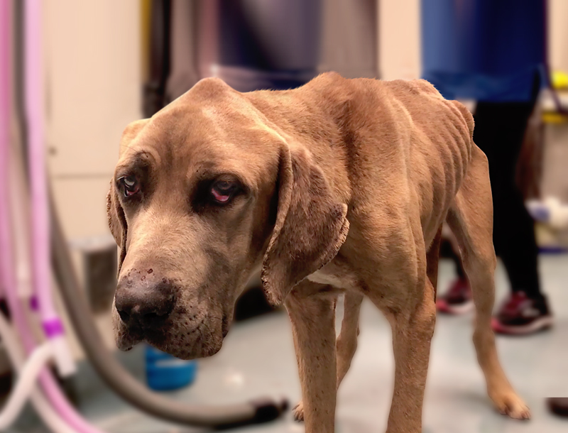 RSPCA NSW Facebook ad