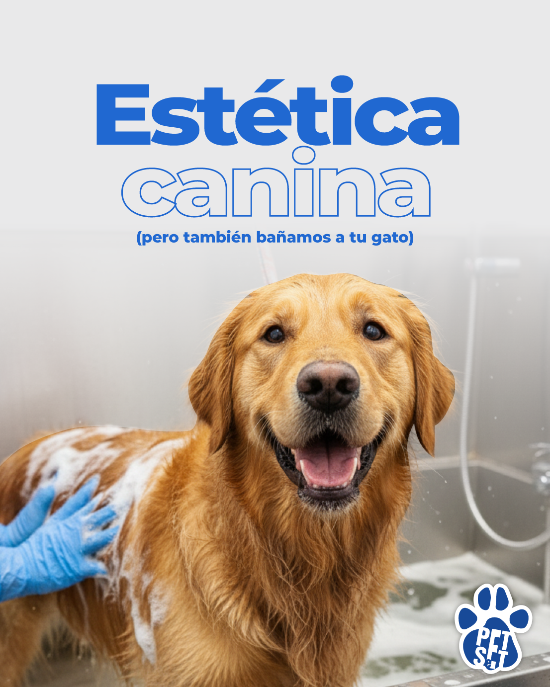 Pet Set México Facebook ad: ¡Hola, Irapuato! ¿Conoces todos los servicios que Pet…
