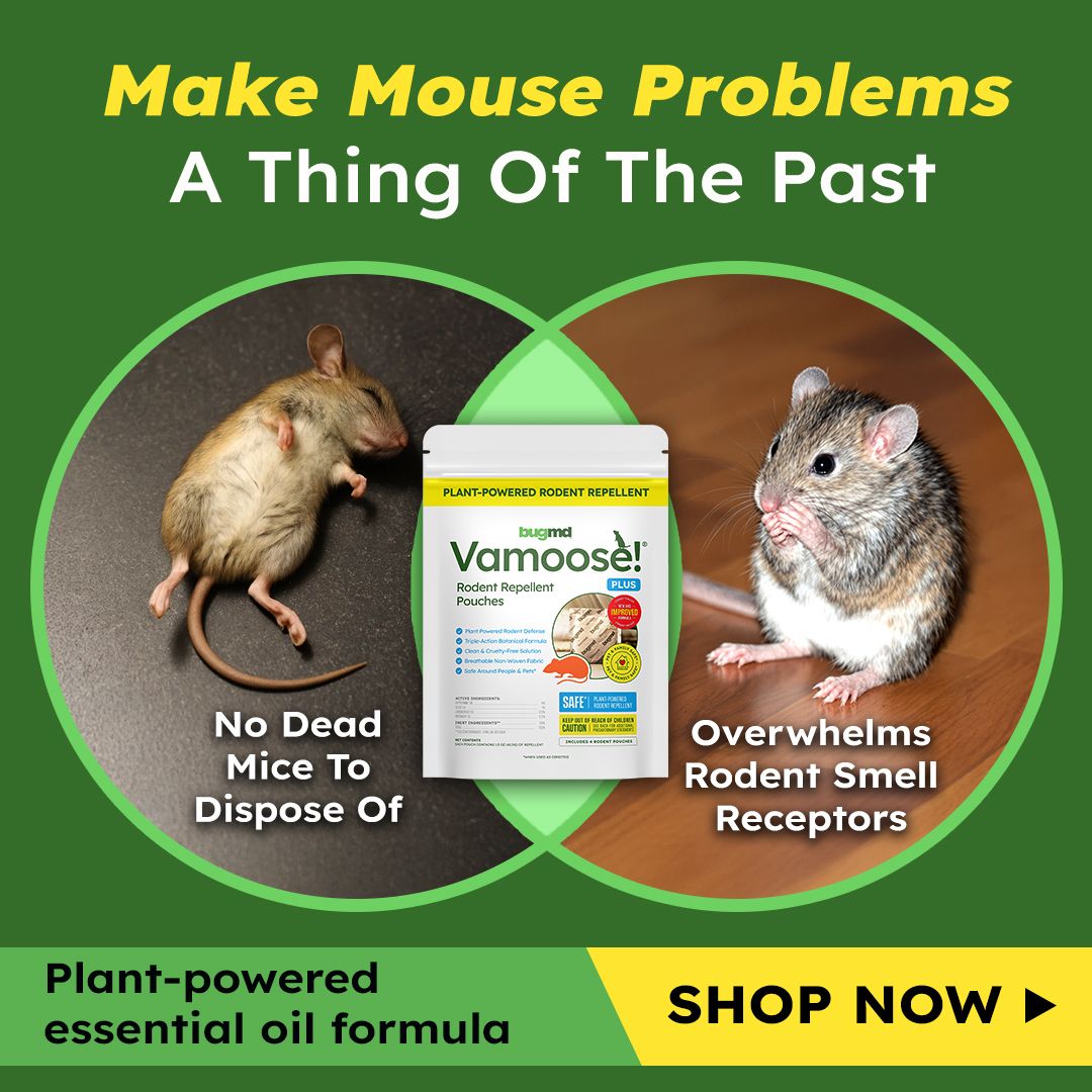 Vamoose Facebook ad