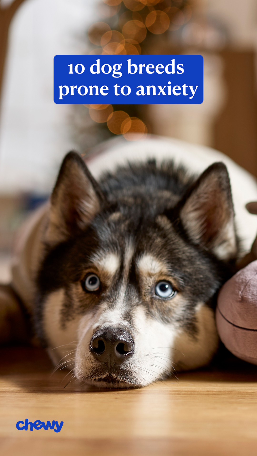 Chewy Facebook ad