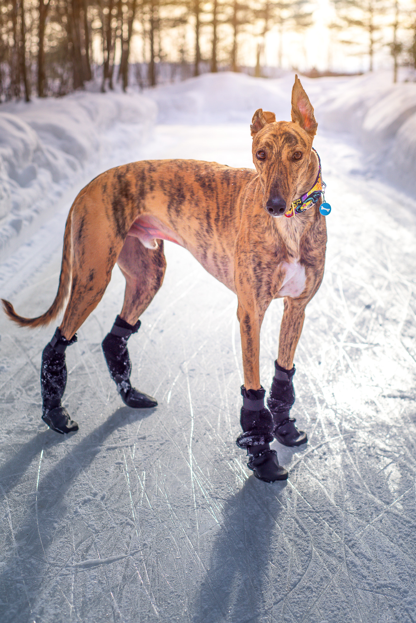 Voyagers K9 Apparel Facebook ad